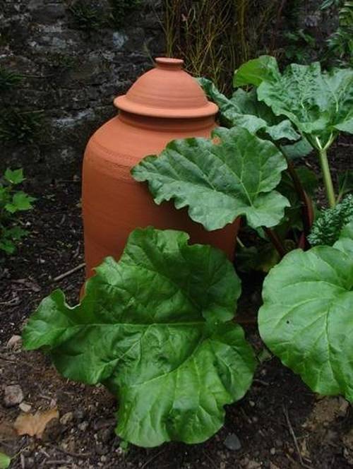Forcing rhubarb clay cover